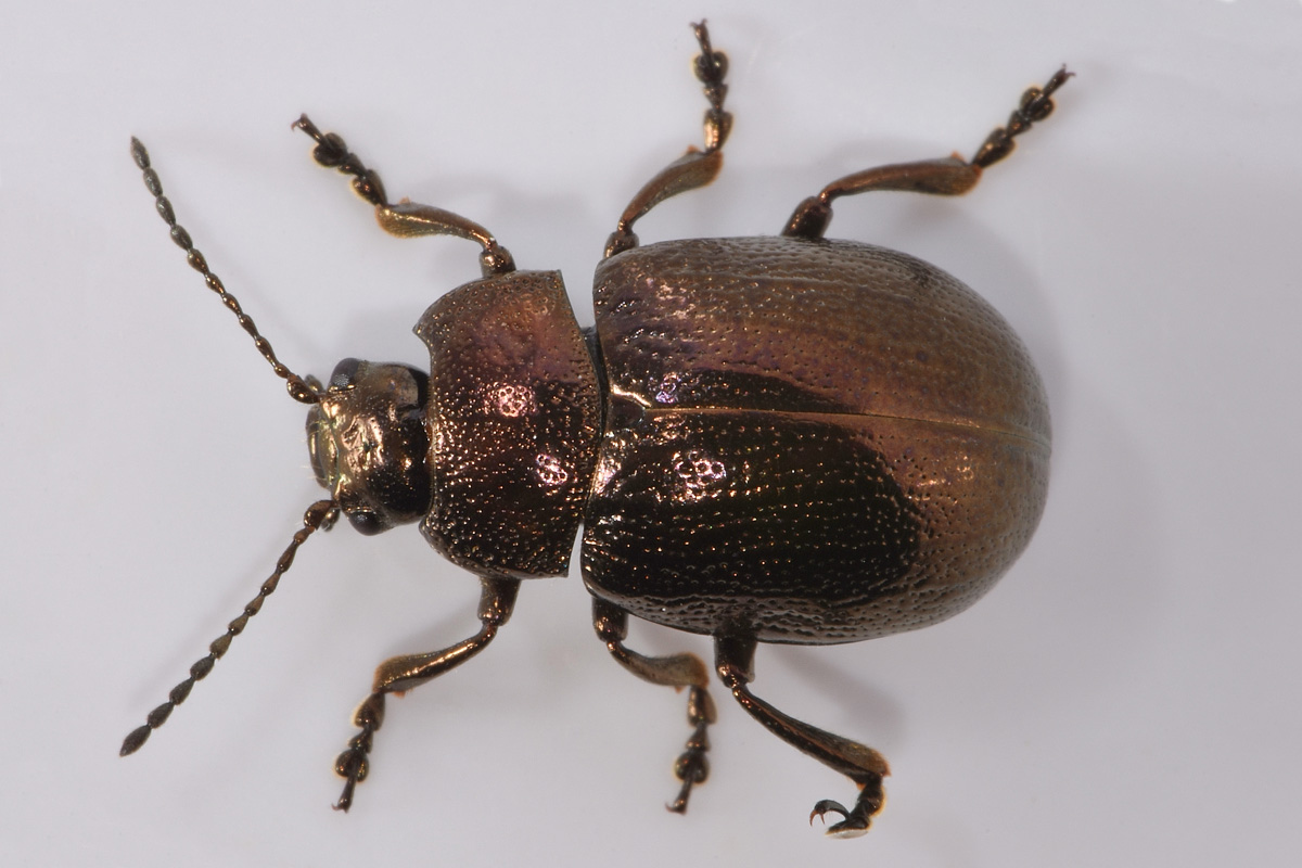 Chrysomelidae; Chrysolina herbacea, forma